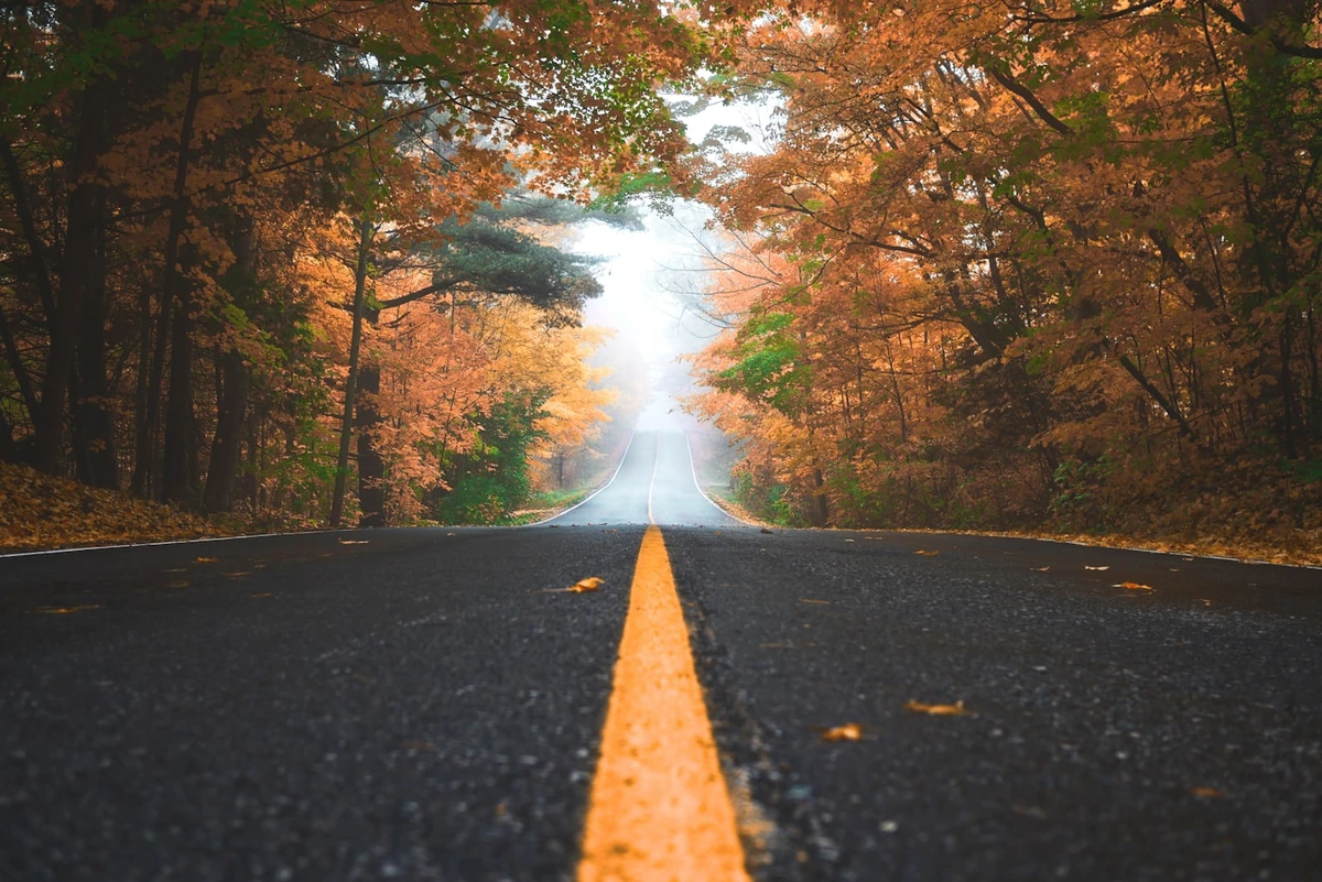 Golden Maple Forest Autumn Avenue - Original