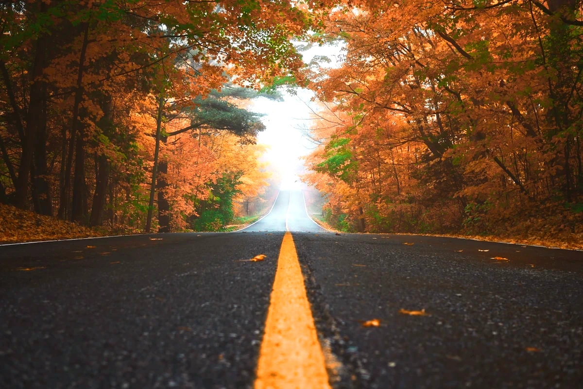 Golden Maple Forest Autumn Avenue - Edited