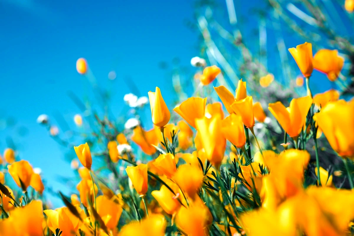 Luminous Dewdrops on Flower Petals - Edited