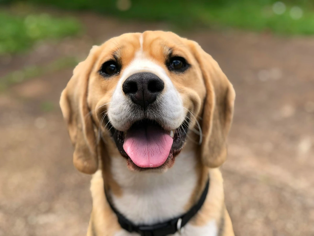 Heartwarming Playful Golden Puppy - Original