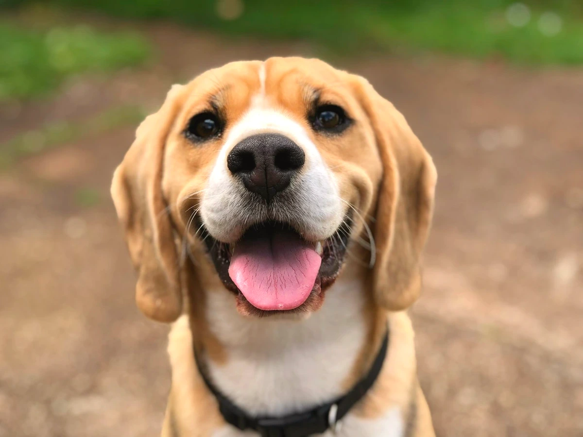 Heartwarming Playful Golden Puppy - Edited